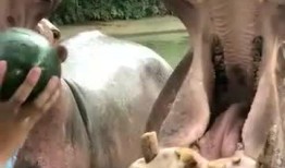 河马最新爆料视频,揭秘幕后真相，带你走进事件核心