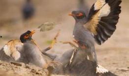 策划八哥爆料视频大全最新,揭秘视频大全背后的精彩故事