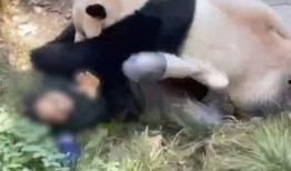 重庆动物园爆料视频最新,神秘动物亮相，揭秘背后故事