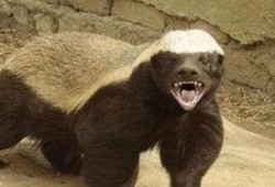 户外平头哥被爆料最新,揭秘神秘生物的神秘面纱