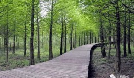 园林绿化爆料视频最新版,惊艳美景与环保理念完美融合”